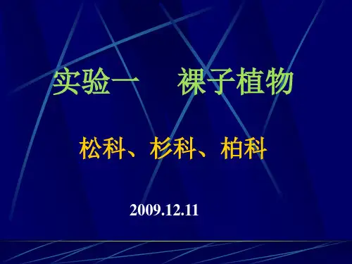实验一松科、杉科、柏科