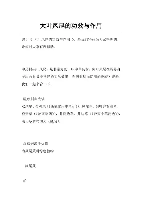 大叶凤尾的功效与作用