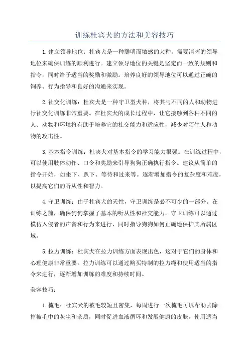 训练杜宾犬的方法和美容技巧