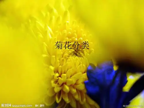 菊花分类 富乐山菊展