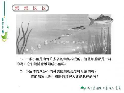 动物体的结构层次