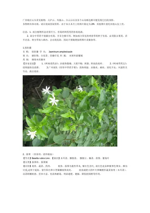 广州地区山头常见植物