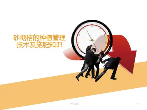 砂糖桔的种植管理技术及施肥管理 ppt课件