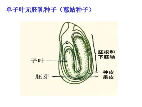 蓖麻种子结构图