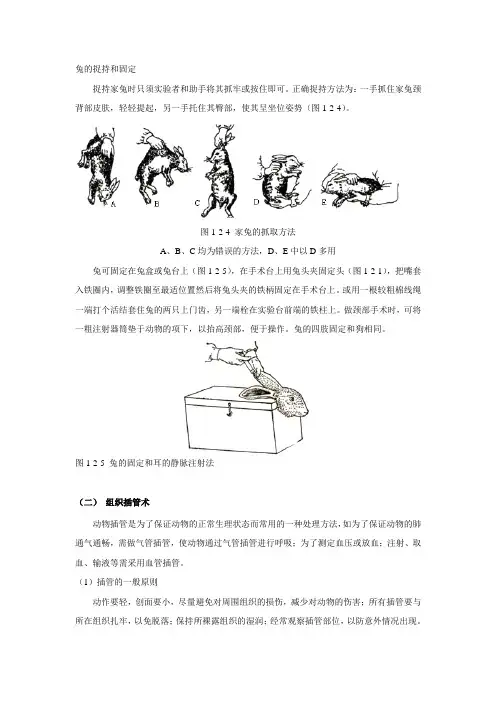兔的捉持和固定.doc家兔的解剖