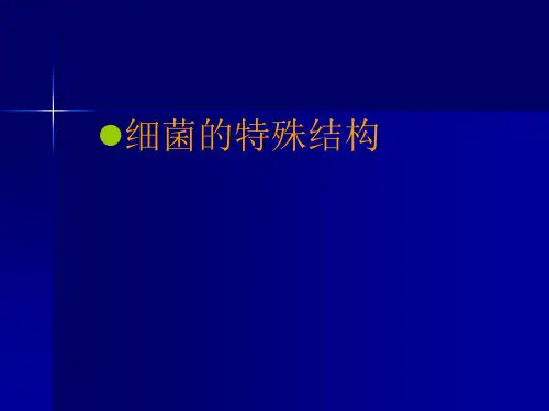 泰山医学院医学微生物学细菌的特殊结构