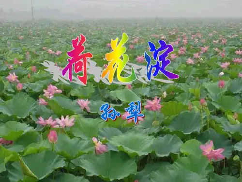 《荷花淀》ppt课件