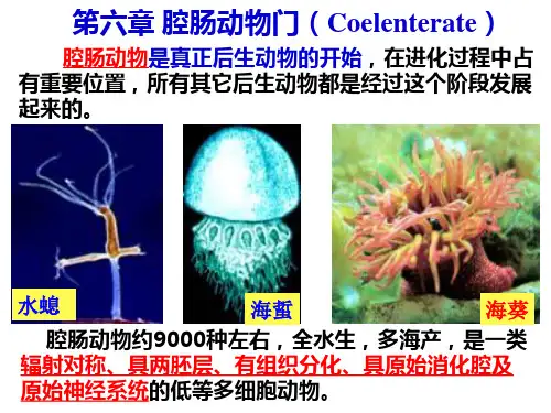 第6章腔肠动物门竞赛课件