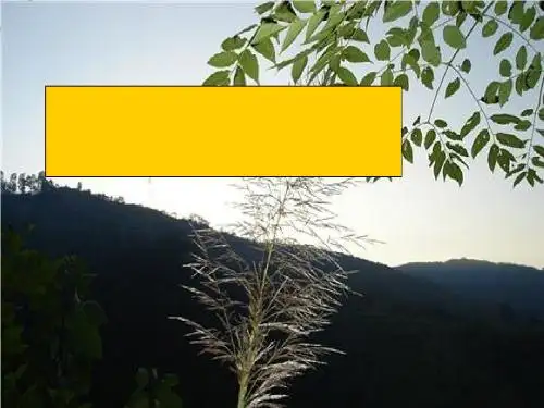 《小草和大树》PPT课件5