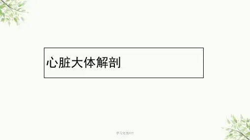 心电生理应用解剖课件