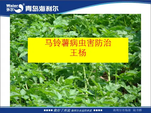 土豆病虫害防治技术ppt课件