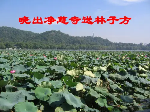 古诗:晓出净慈寺送林子方