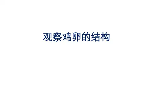 初中生物实验突破(通用版)：观察鸡卵的结构课件