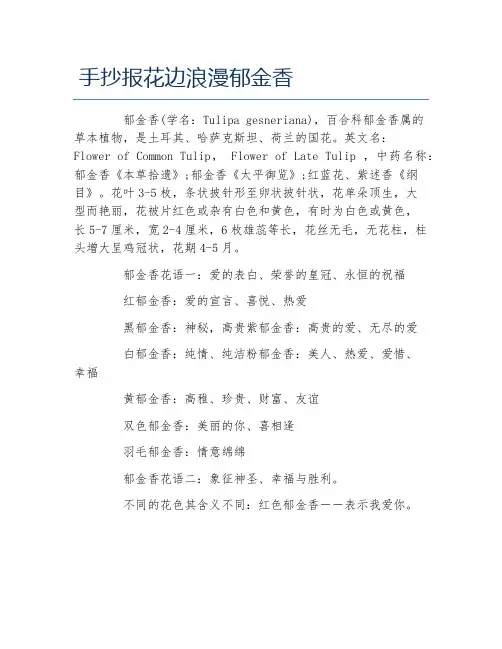 手抄报花边浪漫郁金香文字稿