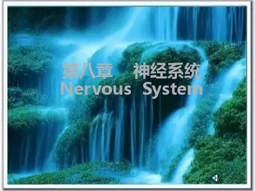 神经系统   ppt课件