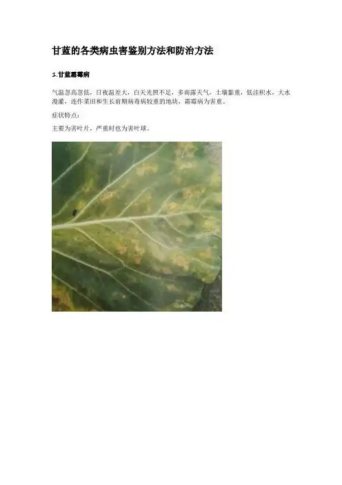 甘蓝的各类病虫害鉴别方法和防治方法