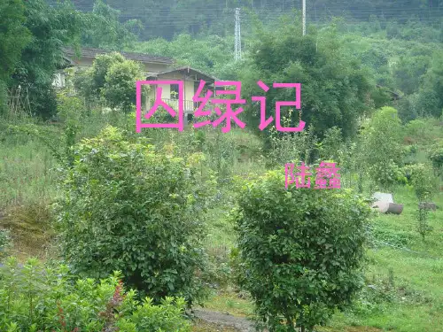 囚绿记完整版