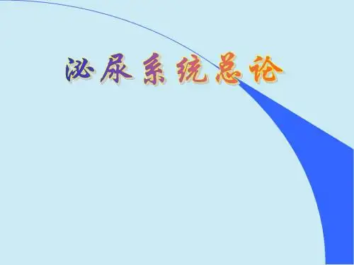 泌尿系统总论 PPT课件