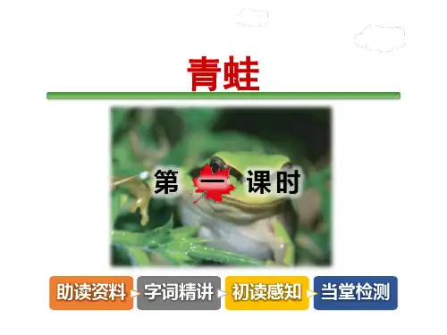 青蛙PPT课件