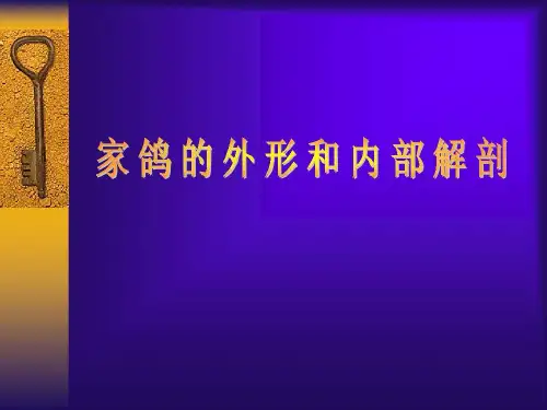 家鸽的外形和内部解剖19页PPT