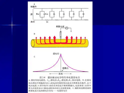 第3章 电信号与动作电位