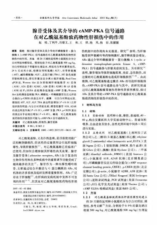 腺苷受体及其介导的 cAMP-PKA 信号通路在对乙酰氨基酚致药物性肝损