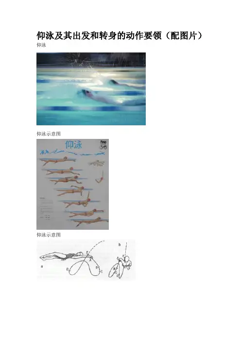 仰泳及其出发和转身的动作要领