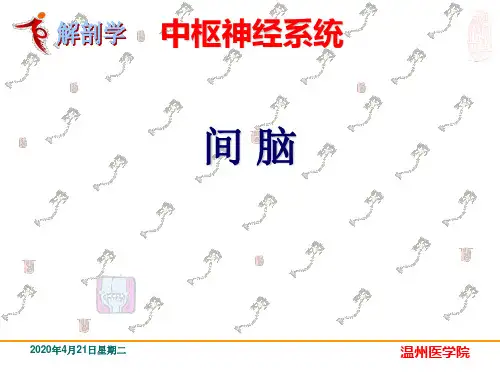 22.中枢神经系统-间脑 系统解剖学课件