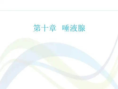 局部解剖学课件：第十章 唾液腺