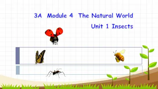牛津上海版英语三年级上册Module 4 Unit  1《  Insects》课件