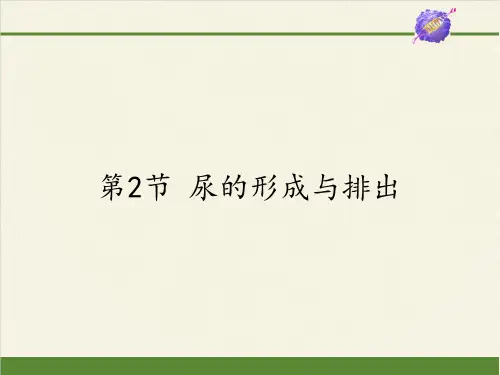 七年级生物下册课件-4.11.2 尿的形成与排出7-北师大版