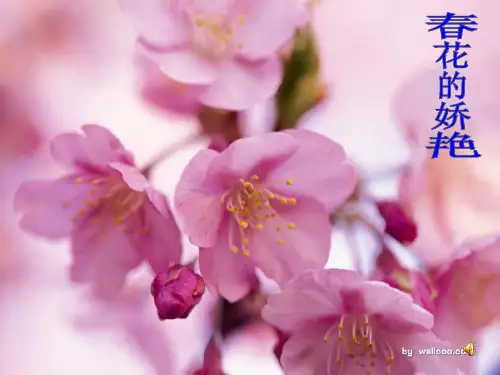大自然的语言.pPPT课件