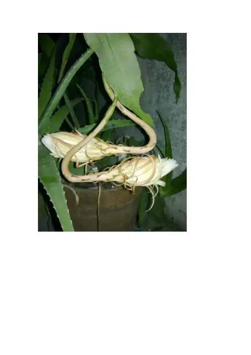昙花一现全过程图片展示