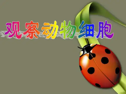 观察动物细胞 PPT课件