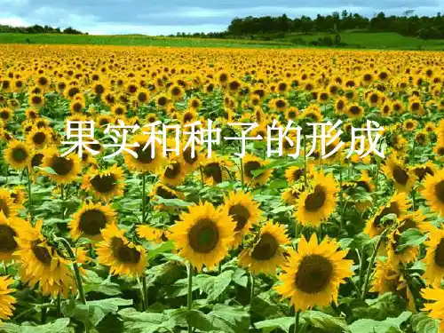 果实和种子的形成ppt课件