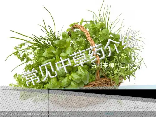 常见中草药介绍