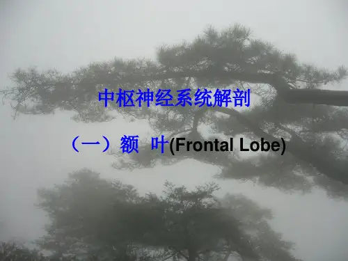 神经系统解剖-额叶