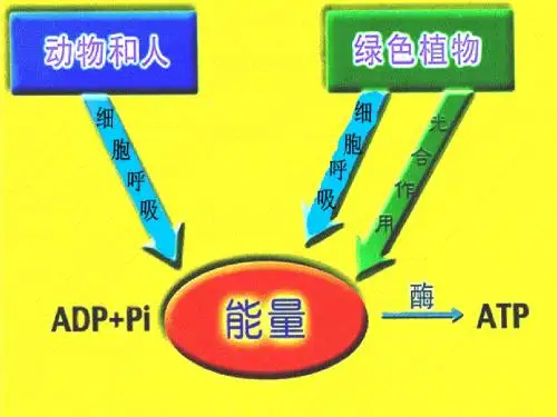 细胞呼吸公开课课件1