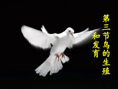 人教版 八年级生物下册  第一章 第四节《鸟的生殖和发育1》(共32张)