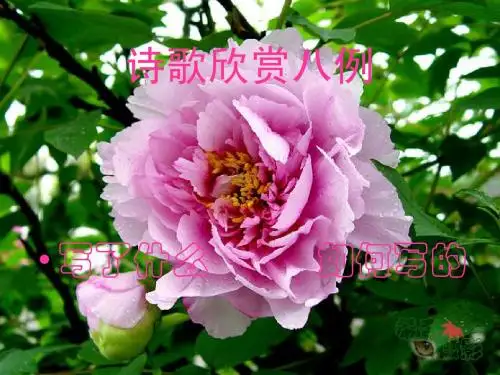 诗歌欣赏