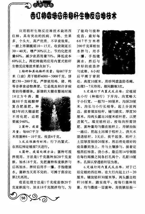 西红柿栽培应用秸秆生物反应堆技术