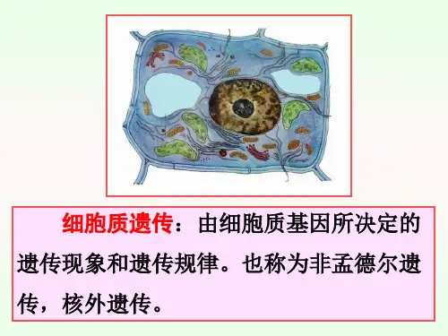 遗传学细胞质遗传