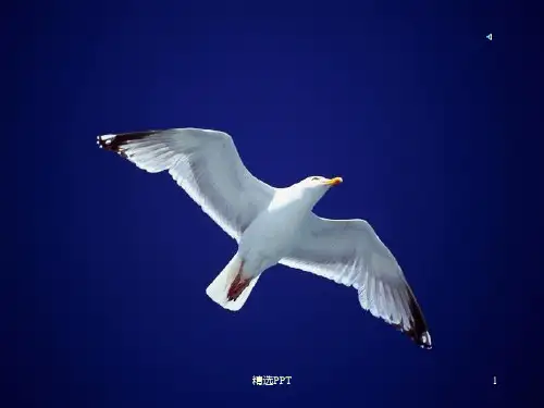 《C序和第一章》PPT课件