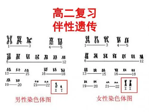 伴性遗传课件
