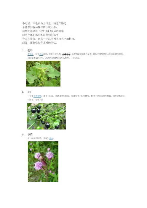 小时候常见植物大全