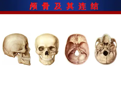 颅骨及其连结