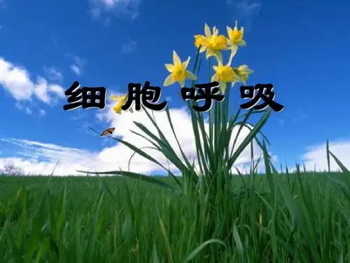 人教版教学课件云南省弥勒县庆来中学2011-2012学年高一生物 细胞的呼吸(课件)