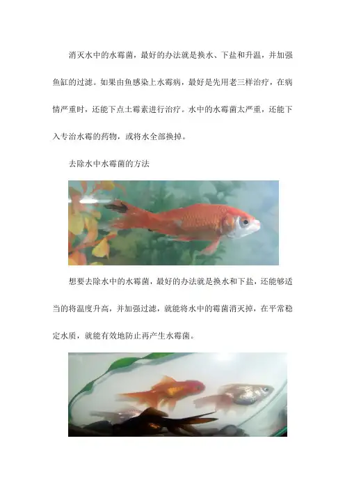 去除水中的水霉菌方法