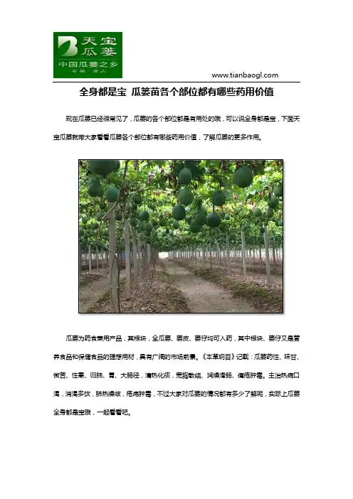 全身都是宝-瓜篓苗各个部位都有哪些药用价值