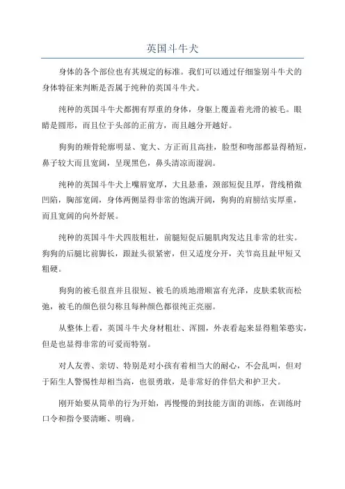英国斗牛犬